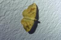 Camptogramma bilineata