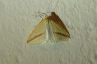 Rhodometra sacraria