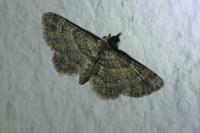 Gymnoscelis rufifasciata
