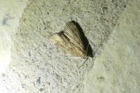 Parapoynx stratiotata