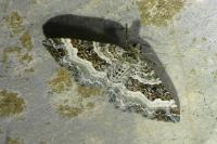 Epirrhoe alternata