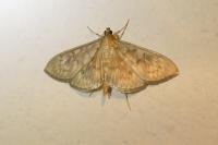 Patania ruralis