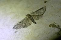 Eupithecia virgaureata