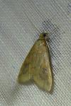 Udea ferrugalis