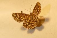 Chiasmia clathrata