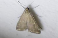 Loxostege sticticalis