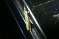 Agriphila geniculea