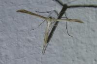 Emmelina argoteles/monodactyla