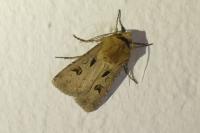 Agrotis exclamationis