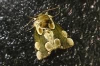 Thyatira batis