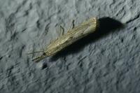 Agriphila geniculea