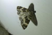 Epirrhoe alternata