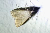Loxostege sticticalis