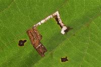 Stigmella tiliae