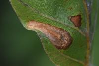 Phyllonorycter maestingella