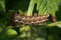 Acronicta rumicis