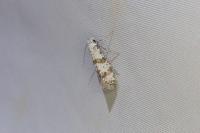 Scythropia crataegella