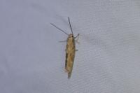 Mompha epilobiella