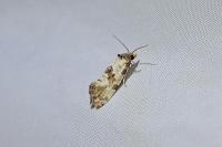 Cochylis molliculana