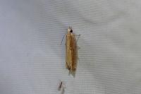 Eucosma obumbratana
