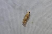 Eucosma conterminana
