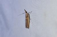 Etiella zinckenella