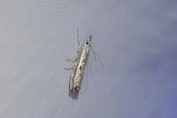 Platytes alpinella