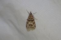 Eudonia mercurella