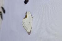 Cilix hispanica