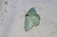 Chlorissa viridata