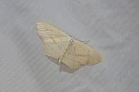 Scopula emutaria