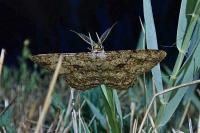 Hypomecis roboraria