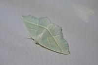 Campaea margaritaria