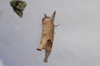 Clostera curtula