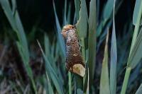 Phalera bucephala