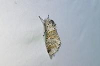 Furcula furcula