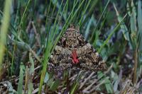 Catocala coniuncta