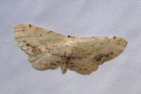 Idaea dimidiata