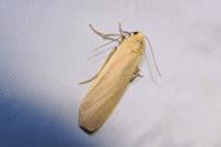 Katha depressa