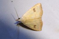 Rivula sericealis