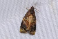 Ditula angustiorana