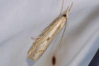 Agriphila geniculea