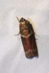 Cryptoblabes bistriga