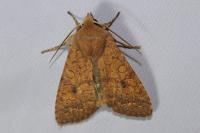 Sunira circellaris