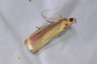 Oncocera semirubella