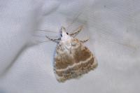 Meganola albula
