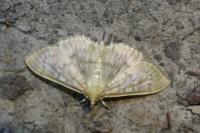Patania ruralis