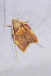 Carcina quercana