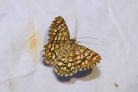 Chiasmia clathrata