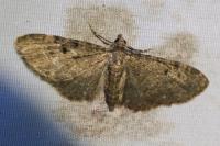 Eupithecia virgaureata